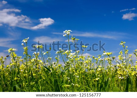 Green grass, flowers and sky