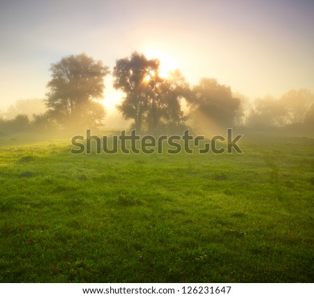 Foggy Meadow At Sunrise