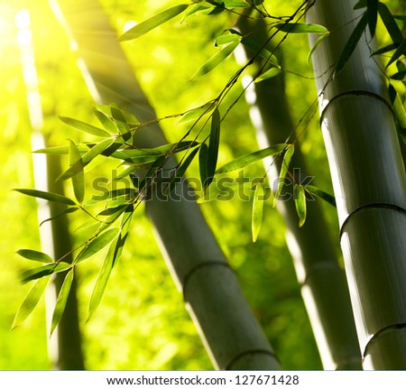 Bamboo forest background Shallow DOF Bamboo forest background Shallow DOF