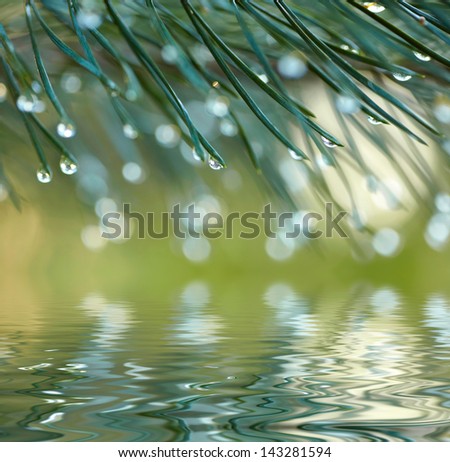 Water drops on fir tree reflected in the water. Shallow DOF