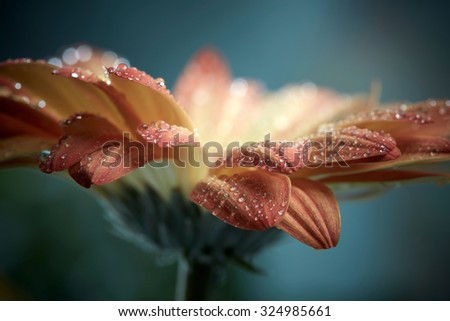 Orange daisy gerbera flower with waterdrops. Instagram style toned