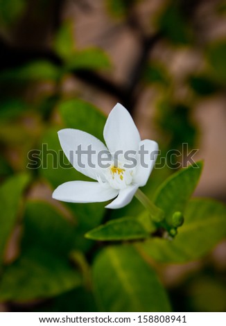 Inda white flower on white and green background