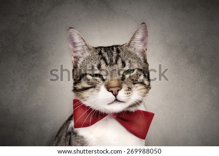 Bored Cat looking to camera with red ribbon,bow isolated on grey background.