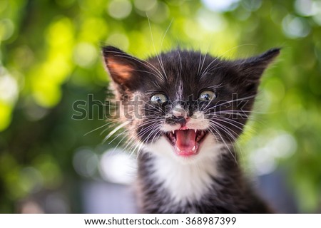Funny little cat with a happy expression outdoor.Animal love and care concept.