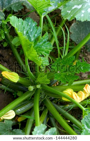 foot of zucchinis in a garden