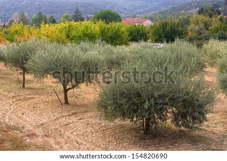 fields of olive-trees in France in the department of Gard