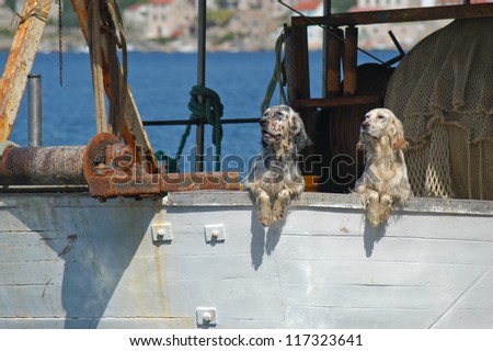 two dogs on the fishing vessel