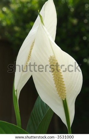 Peace lily blossom image - vertical.