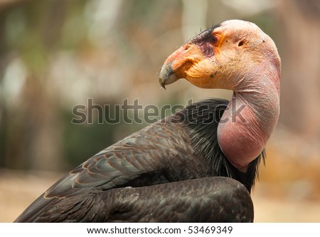 california condor. California Condor.