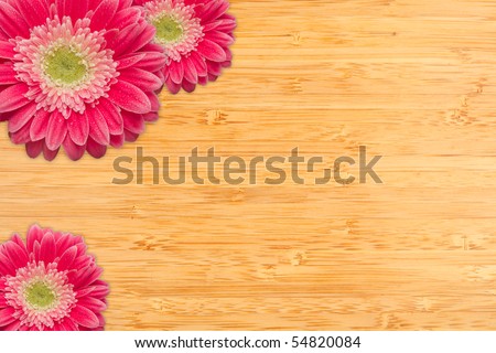 Bright Pink Gerber Daisies with Water Drops on a Bamboo Wood Background with Copy Space.