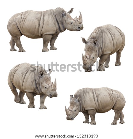 Set of Four Rhinoceros Isolated on a White Background Set of Four Rhinoceros Isolated on a White Background