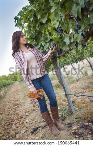Young Mixed Race Female Farmer Inspecting the Wine Grapes in the Vineyard.