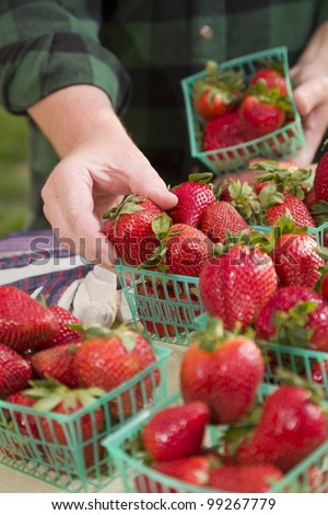 Farmer Gathering Fresh Red Strawberries in Baskets.