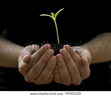 A male hands hold a young plant, seedling. Birth of a new life.