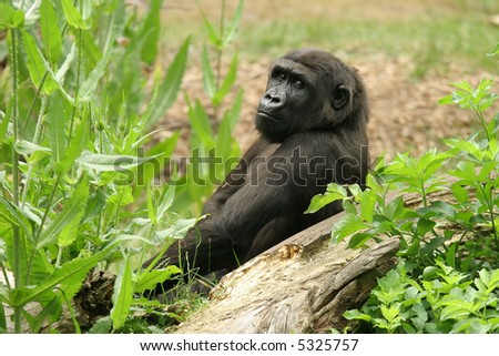 Young western lowland gorilla