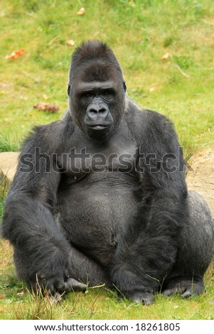 large male gorilla