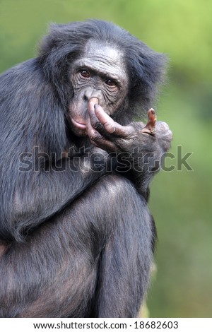 Bonobo picking it\'s nose
