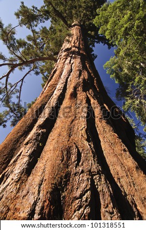 [Obrazek: stock-photo-giant-sequoia-101318551.jpg]