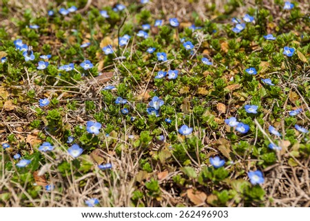 Meadow area covered with blossoming blue field speedwell. The blue flowers are contrasting on the green grass.