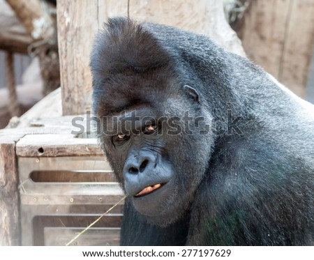 Portrait of an angry male gorilla bitting a straw of hay