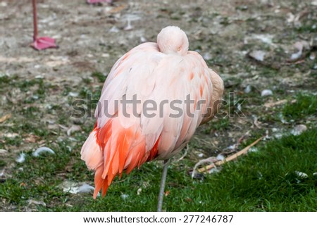 Chilean flamingo standing on one leg