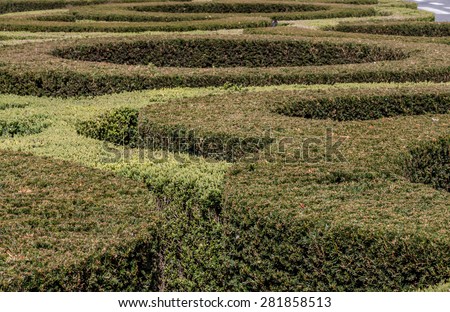 Maze in a garden made of a bush