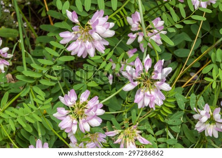 Rhodope mountain mother flower blooming in the wild