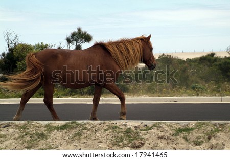 Wild horse walking alone on a road
