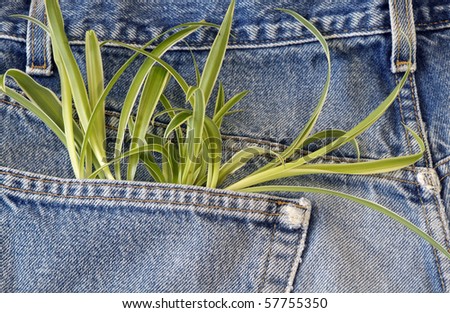 Green plant growing out of jeans pocket