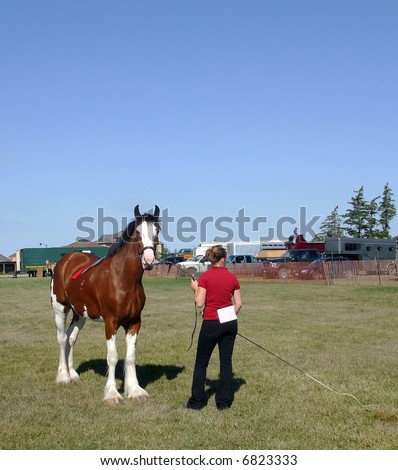 A young woman shows a Clydesdale horse at a Fall Agricultural Fair.