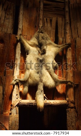 A wolf pelt hangs over an interior door in an Iroquois Longhouse with the sun shining on it.