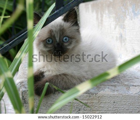 Small kitten sitting on the steps.