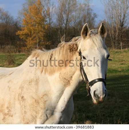 A muddy white horse.