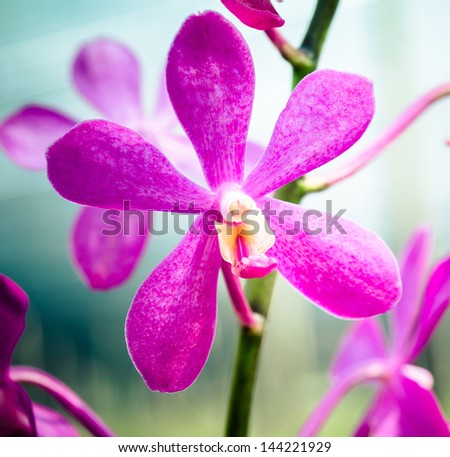 Closeup purple orchid flower abstract background