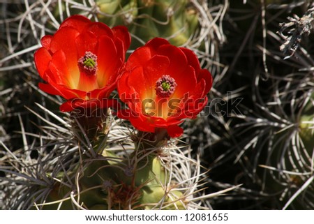 Bright Red Flowers blooming on Barrel Cactus