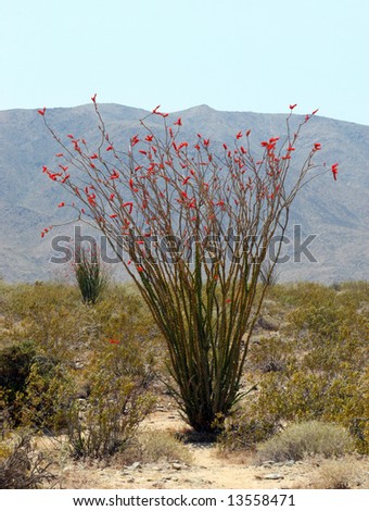 Ocotillo Cactus bush set in a southwest desert