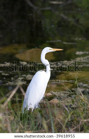 white egret searching for food near water\'s edge