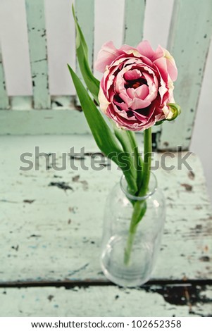 Pink tulip on a vintage wooden chair