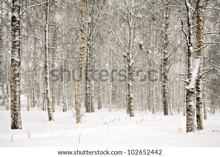 Snowy landscape with birch trees