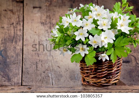 Bouquet of spring flowers - wood anemones on a rustic background