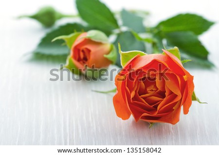 Closeup of orange rose on white wooden background