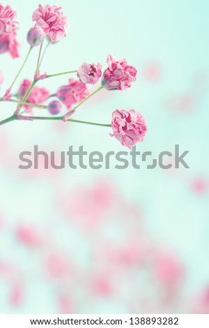 Pink baby\'s breath flowers on light blue pastel shabby chic textured background, soft and delicate floral pattern