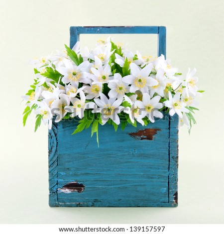 Wood anemone spring wild flowers in a blue wooden basket on light green background