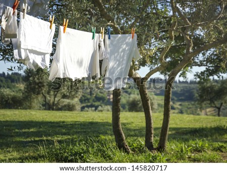 White clean t-shirts and other laundry drying on a clothesline hanging from an olive tree in a green summer garden in Italy Tuscany