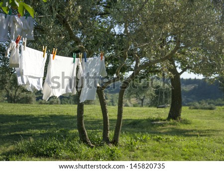 White clean t-shirts and other laundry drying on a clothesline hanging from an olive tree in a green summer garden in Italy Tuscany