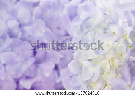 Violet hydrangea flowers with shabby chic textured background