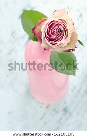 Pink rose in a glass bottle on light blue wooden vintage background