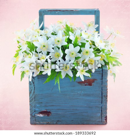 Wood anemone spring wild flowers in a blue wooden basket on pink textured background