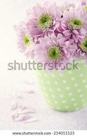 Pink chrysanthemum flowers in a green polkadot vase on vintage shabby chic background