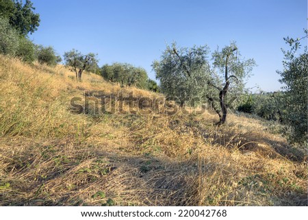 Olive trees on a steep Tuscan hill on a sunny day